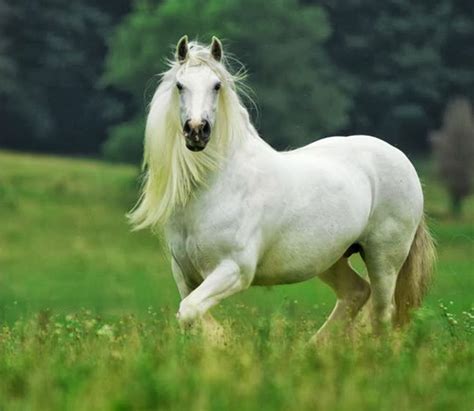 Beyaz at resmi
